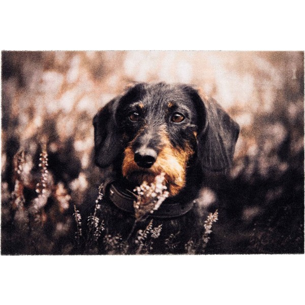 Felpudo de interior, deco print, 100% poliamida, 40 x 60cm, diseño perro